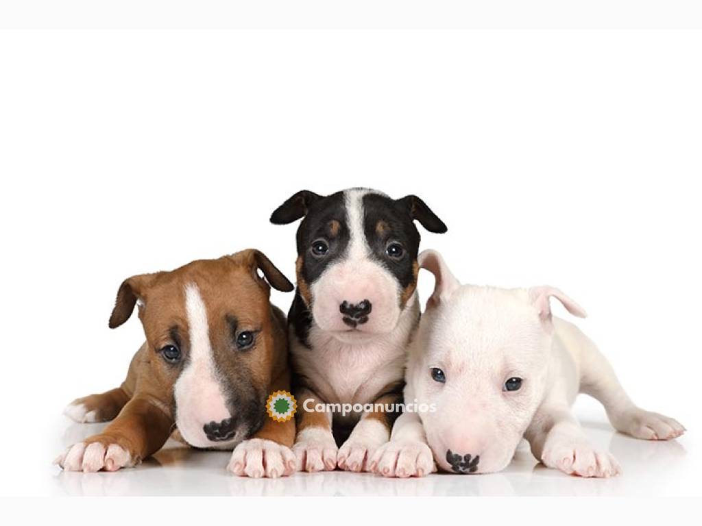 Cachorros Bull Terrier Disponibles Ya, M en Huesca