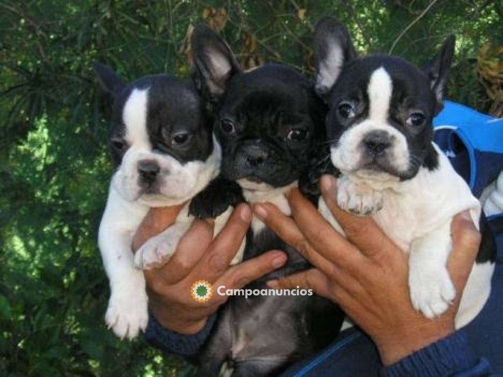 Cachorros bulldog frances con pedigree en Huesca