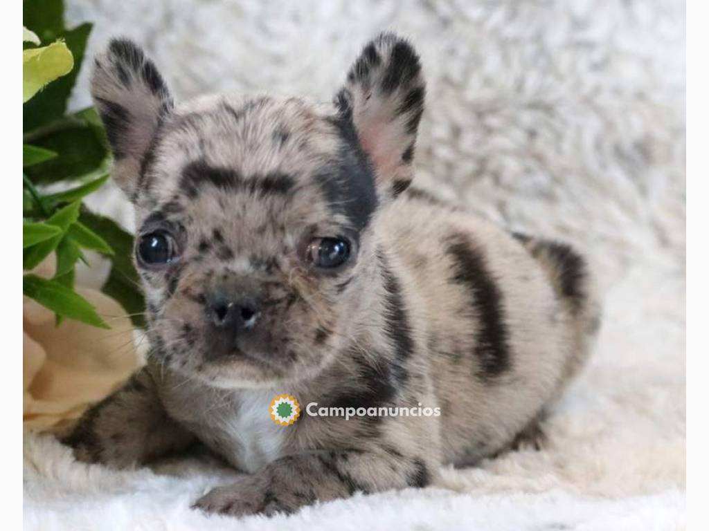 Cachorros Bulldog Francés en Venta en Toledo