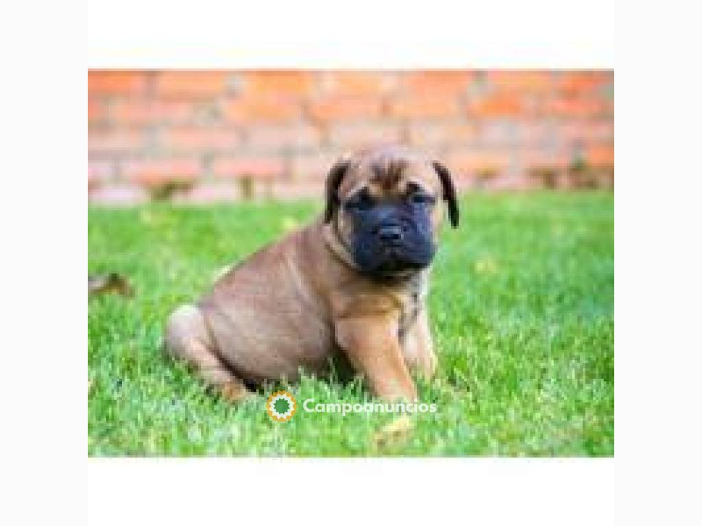 cachorros BullMastiff disponibles.  en Tenerife