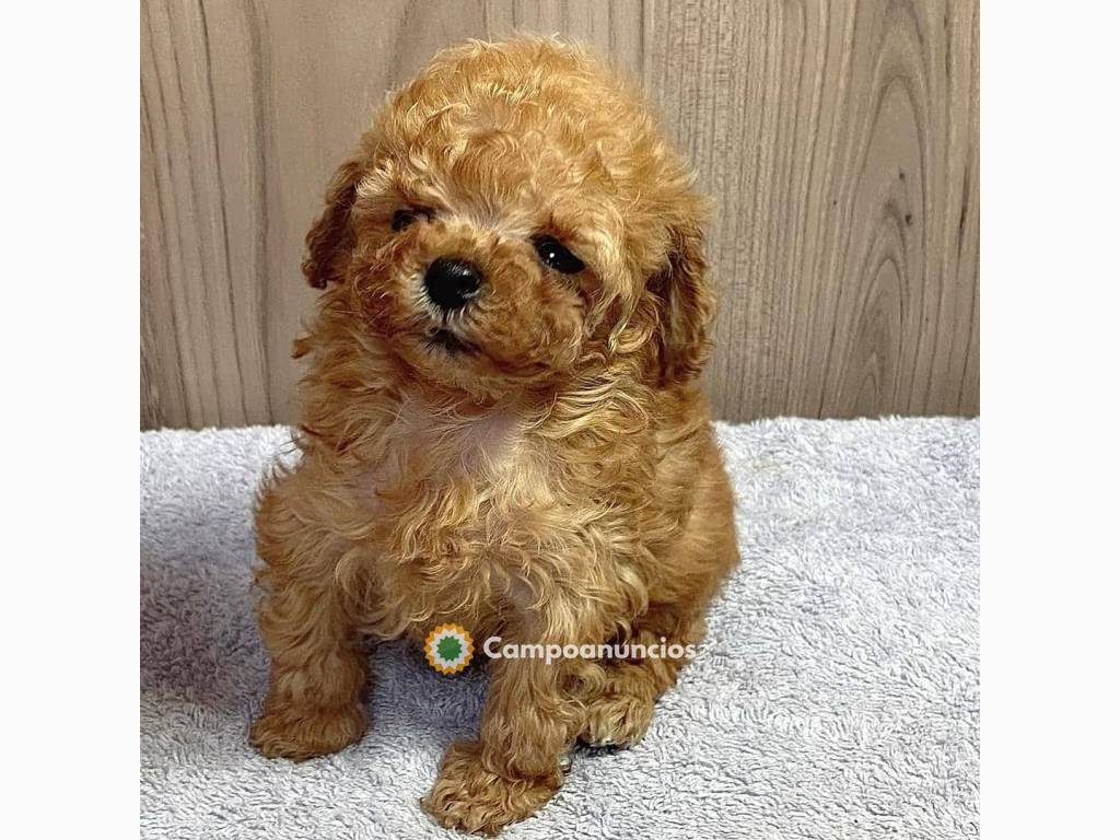 Cachorros caniche a la venta en Toledo