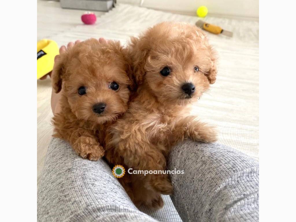 Cachorros caniche a la venta en Toledo