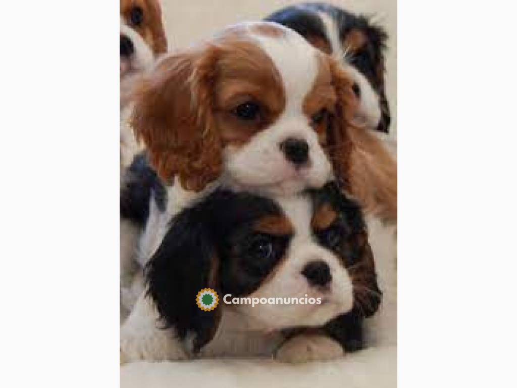 cachorros cavalier king charle en Tenerife