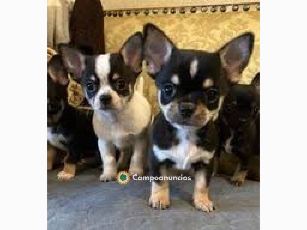 Cachorros chihuahua con microchip, en Huesca