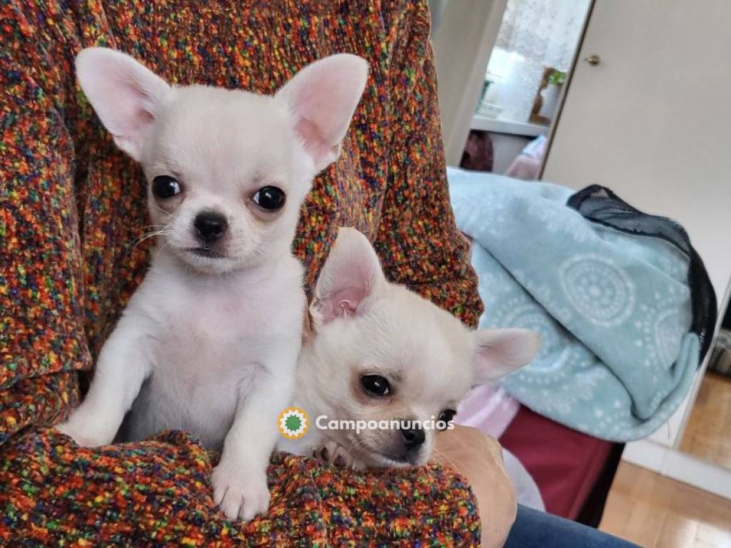 Cachorros Chihuahua Para Adopción en Huesca