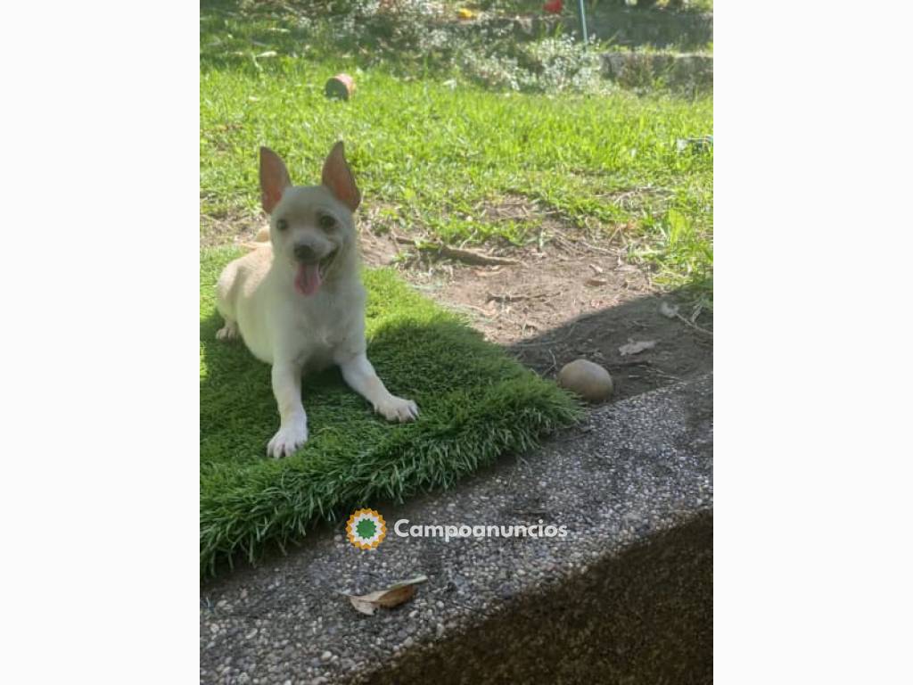 Cachorros chihuahua súper lindos en Huesca