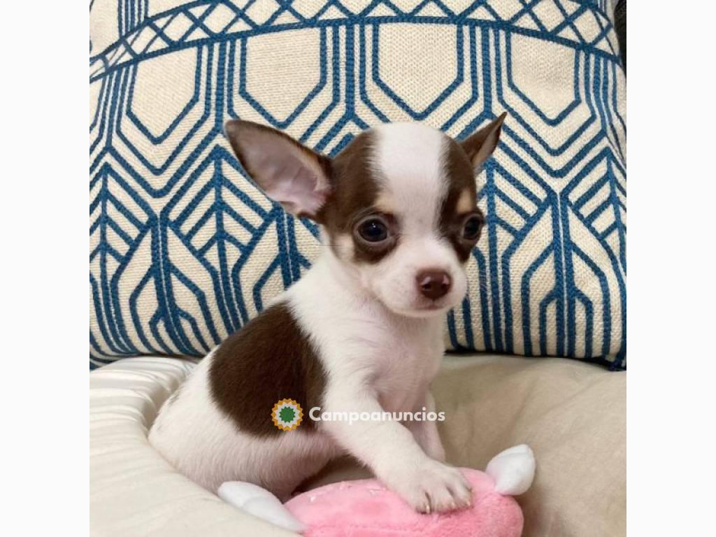 CACHORROS CHIHUAHUA TAZA DE TÉ en Huesca