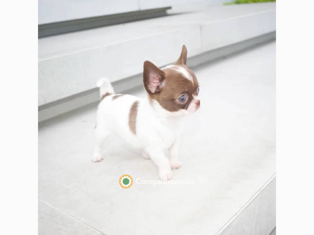 CACHORROS CHIHUAHUA TAZA DE TÉ en Toledo