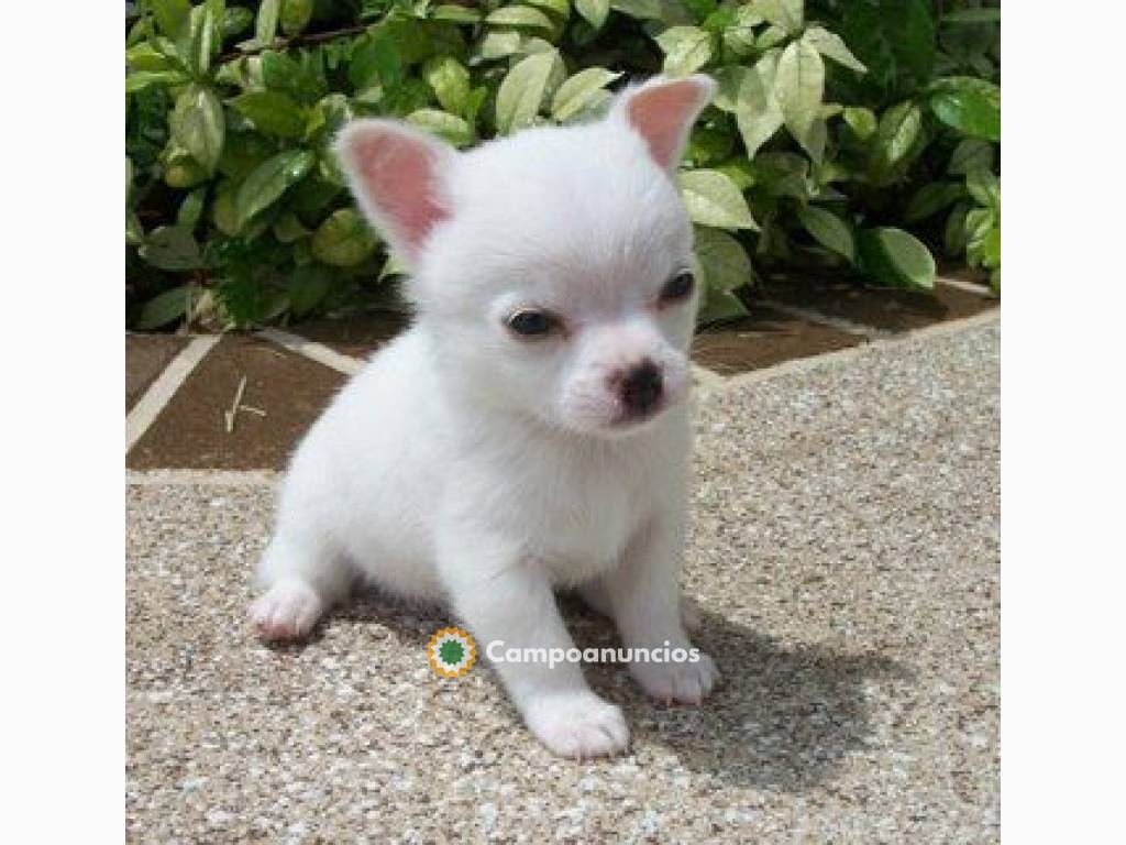 CACHORROS CHIHUAHUA TAZA DE TÉ en Toledo