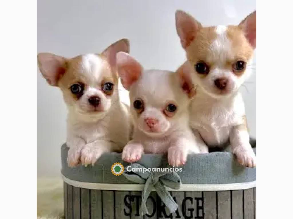 CACHORROS CHIHUAHUA TAZA DE TÉ en Toledo