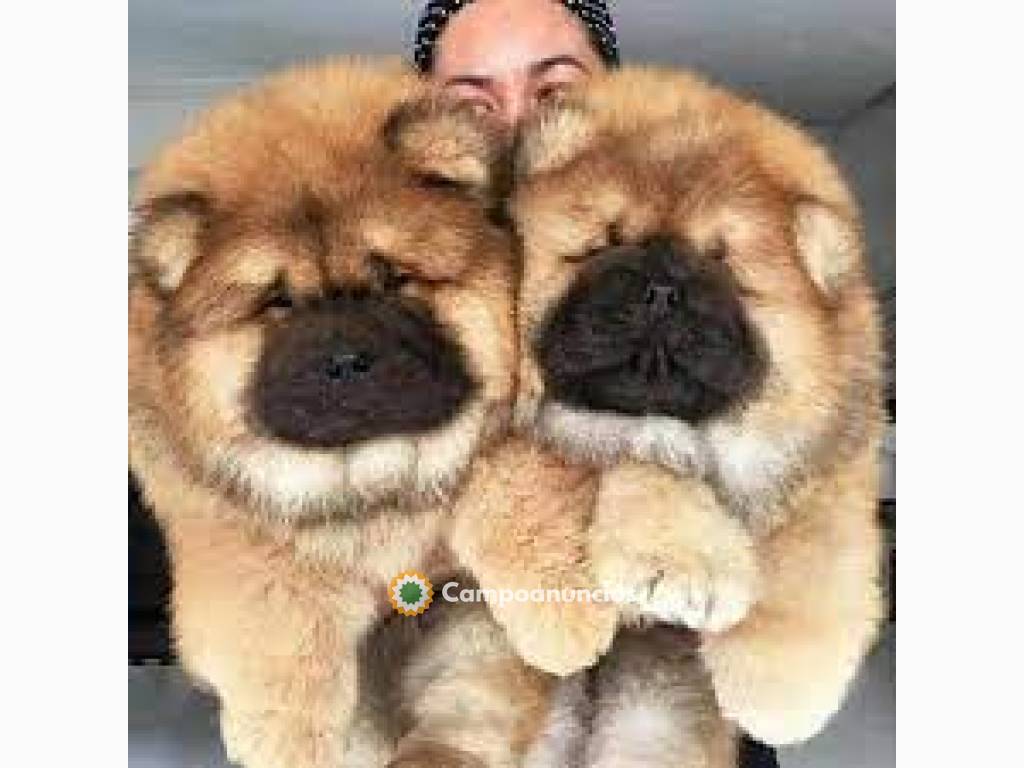 Cachorros Chow Chow disponibles en Huesca