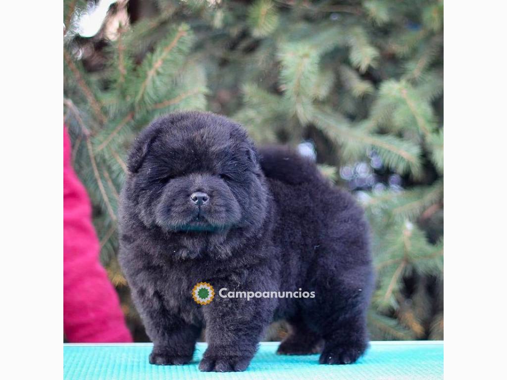 Cachorros chow chow disponibles en Toledo