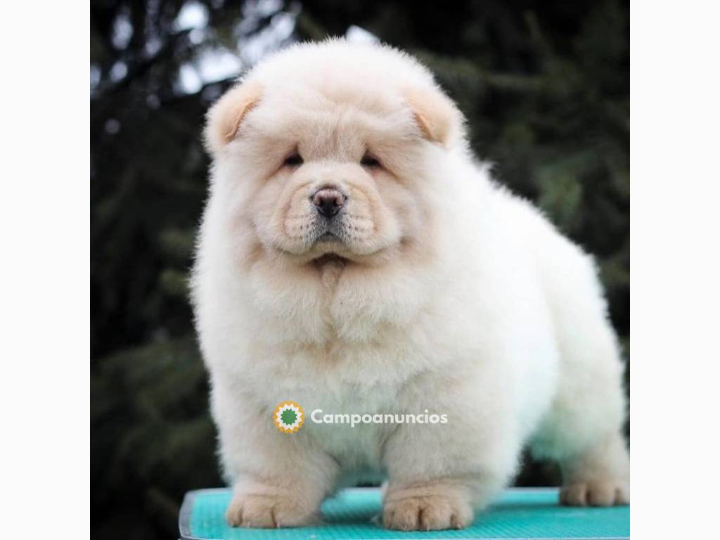 Cachorros chow chow disponibles en Toledo