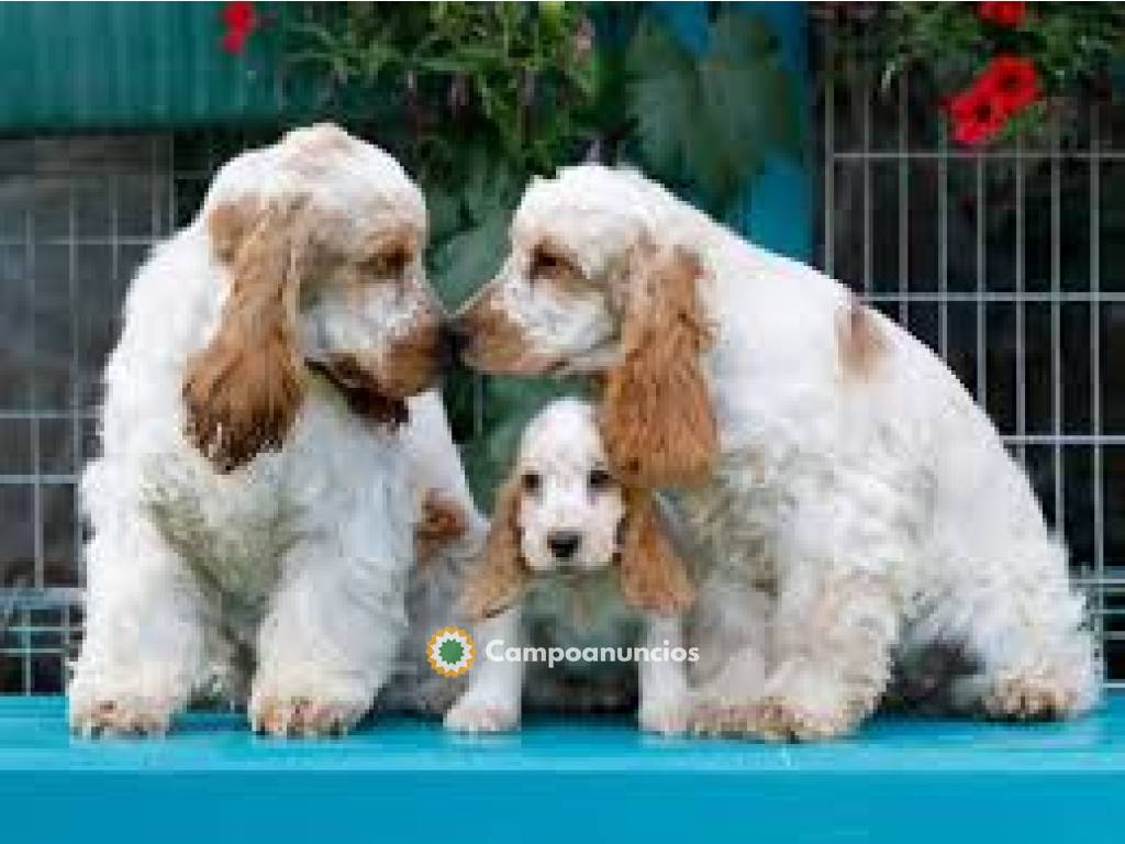 Cachorros cocker spaniel  en Huesca