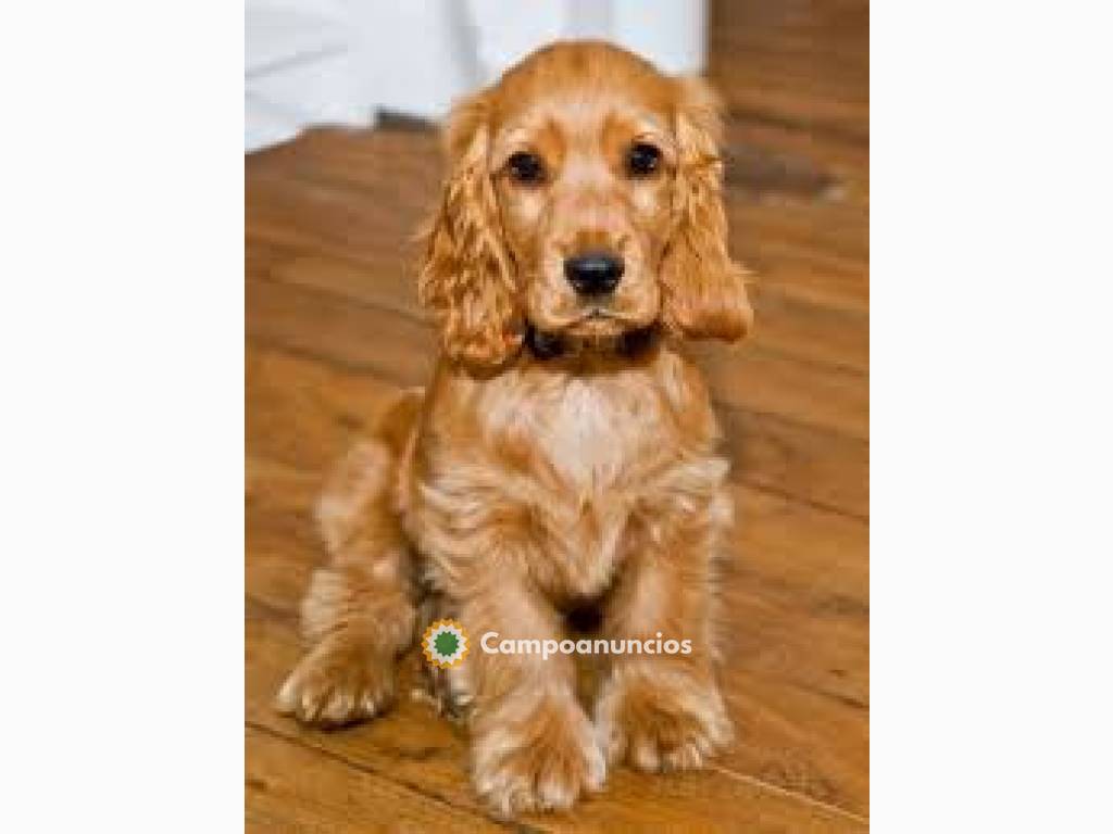 Cachorros cocker spaniel  en Ourense