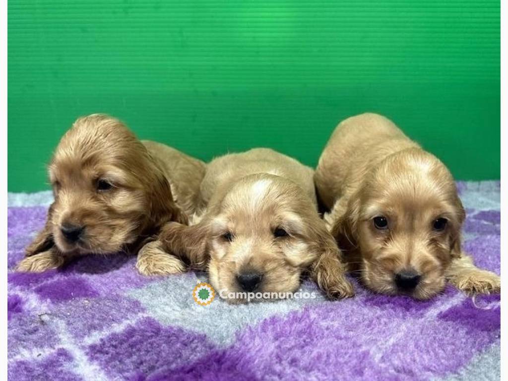 ,Cachorros cocker spaniel. en Tarragona