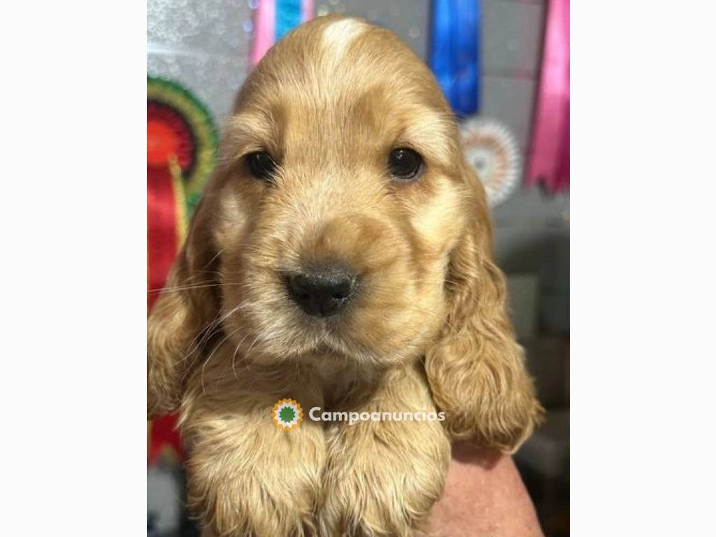 Cachorros cocker spaniel en Tenerife