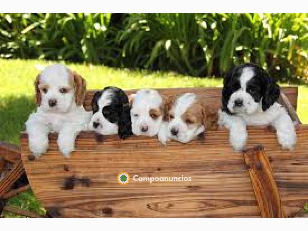 Cachorros Cocker Spaniel disponibles..Ho en Tenerife