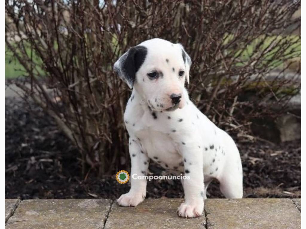 Cachorros Dálmatas en adopción en Huesca