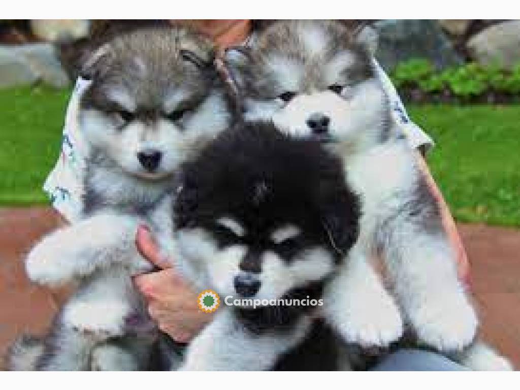 Cachorros de Alaskan Malamute en Toledo