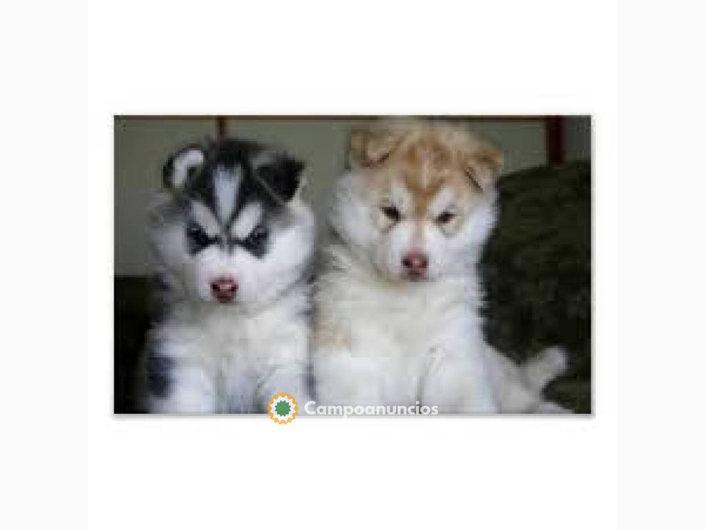 Cachorros de Alaskan Malamute en Huesca