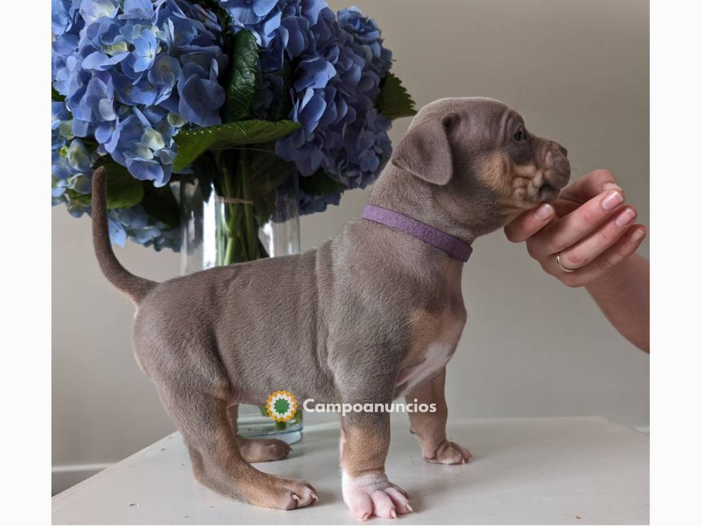 Cachorros de American Bully XL en Ourense