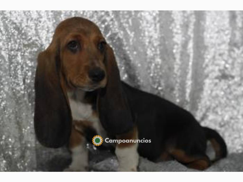  CACHORROS DE BASSET HOUND en Ourense