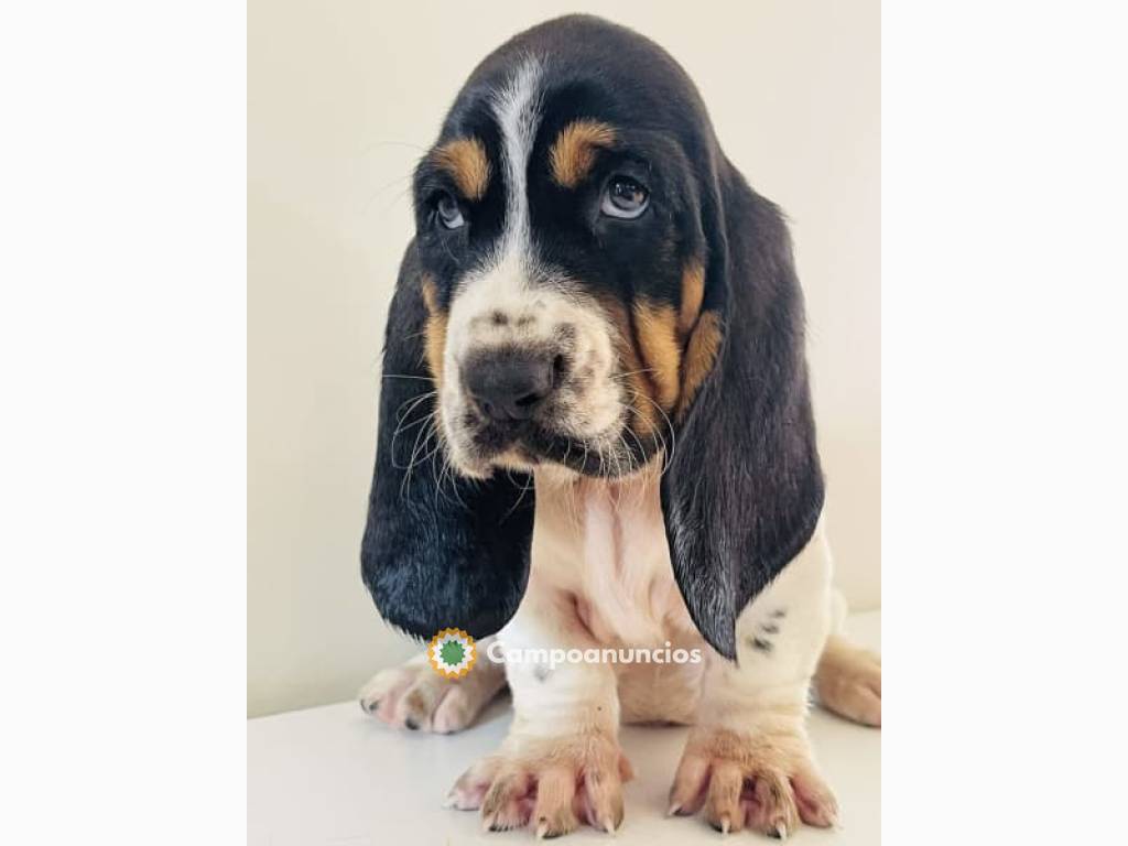 Cachorros de Basset Hound en Toledo