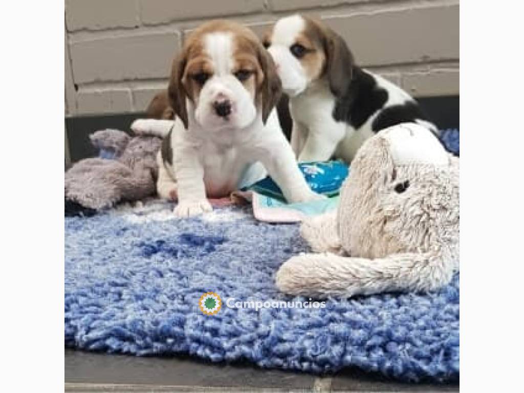  ¡CACHORROS DE BEAGLE! en Tenerife