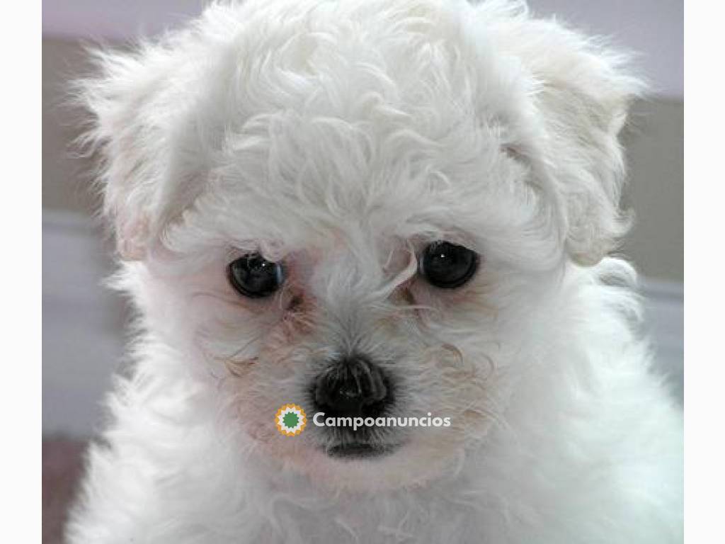  CACHORROS DE BICHON FRISÉ en Tenerife