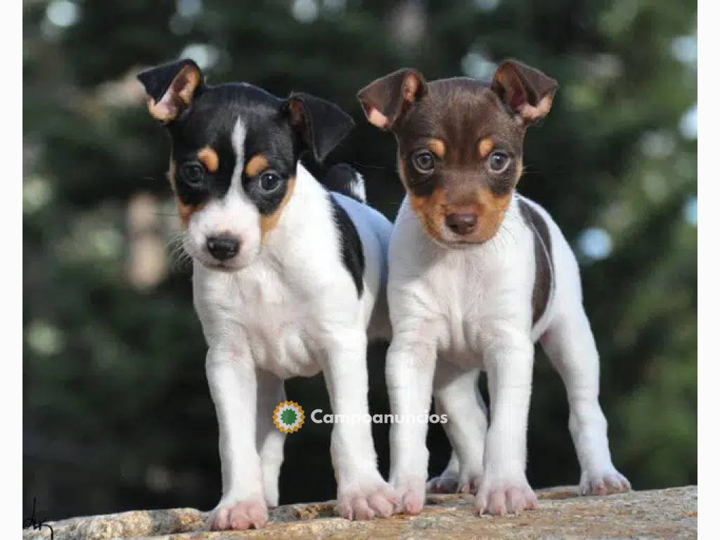 Cachorros de Bodeguero Ratonero Andaluz en Huesca