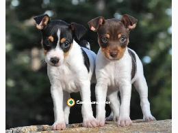 cachorros de Bodeguero Ratonero Andaluz