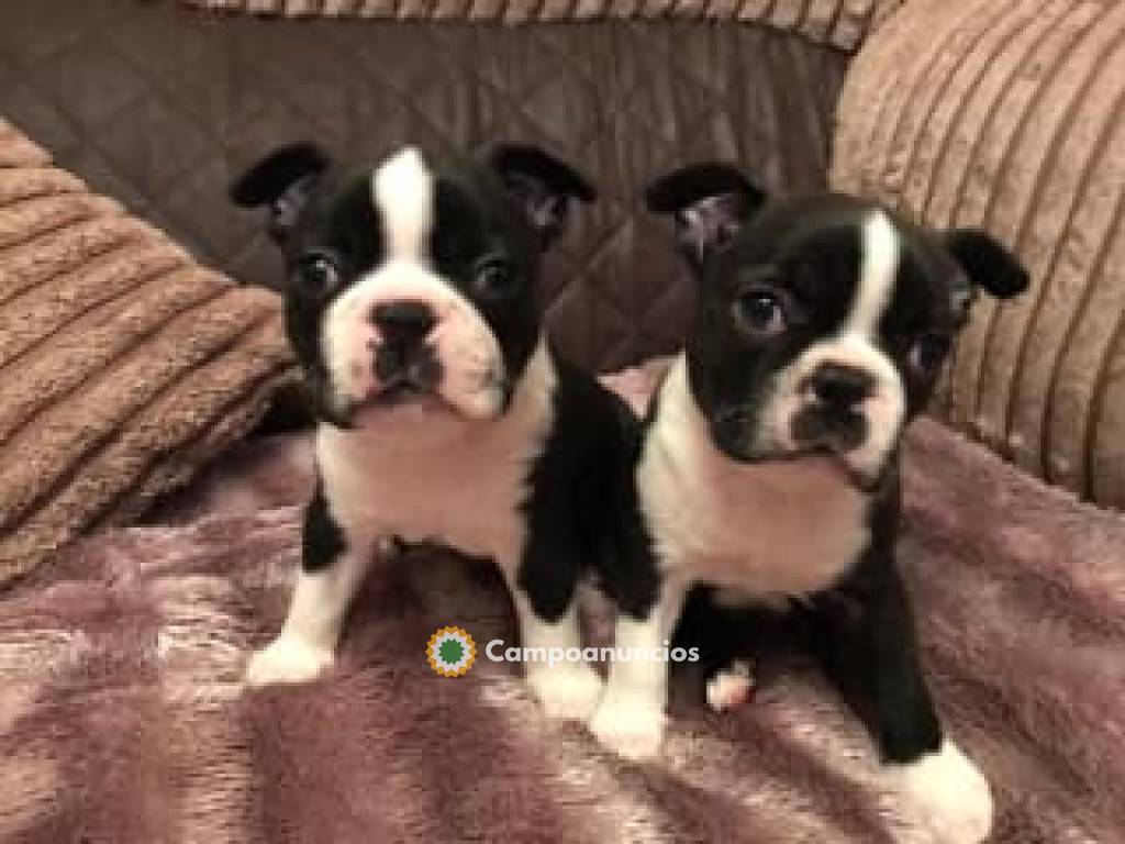 CACHORROS DE BOSTON TERRIER en Tenerife