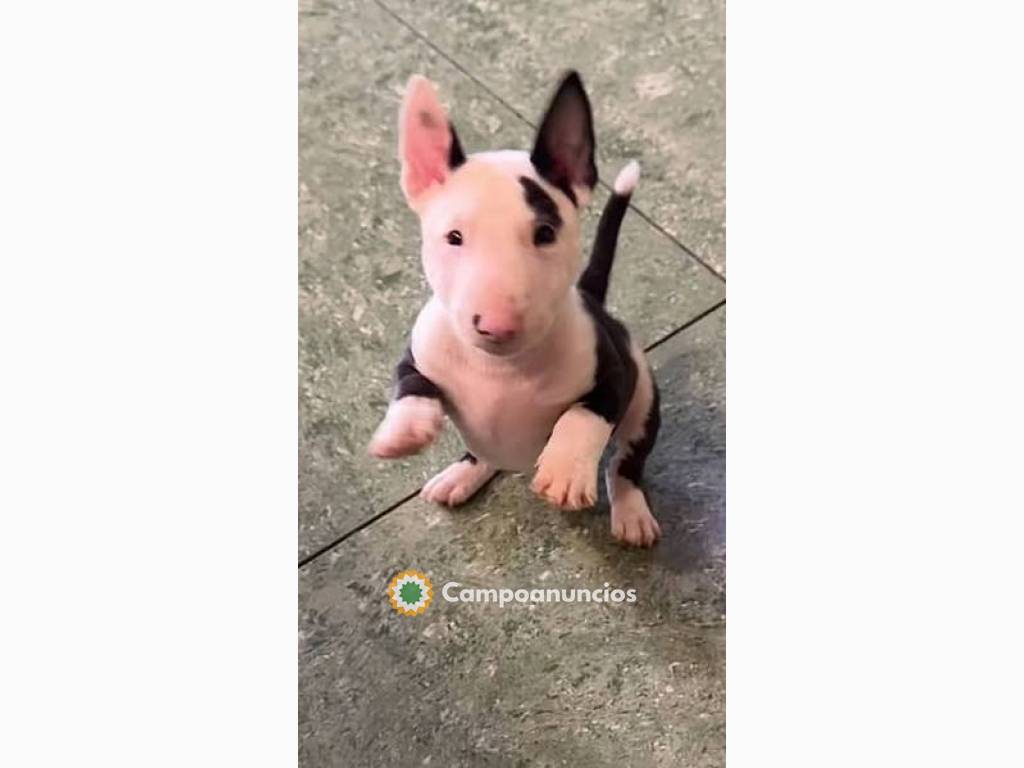 Cachorros de Bull Terrier buscan un hoga