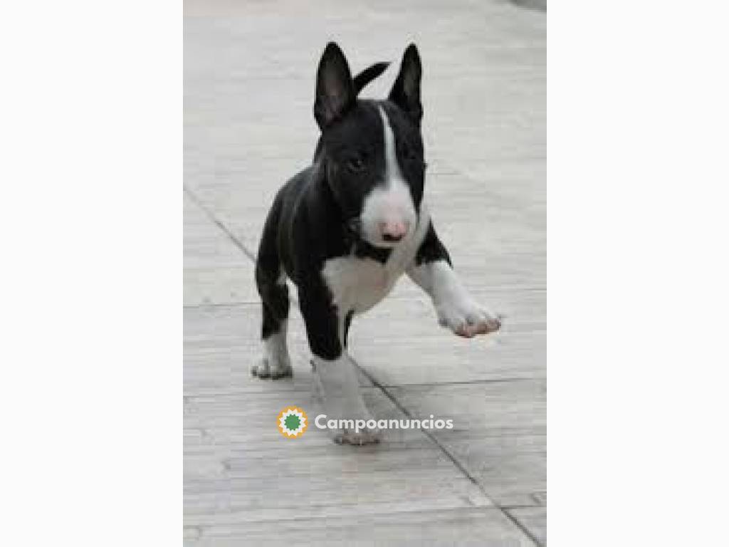 Cachorros de Bull Terrier buscan un hoga en Murcia