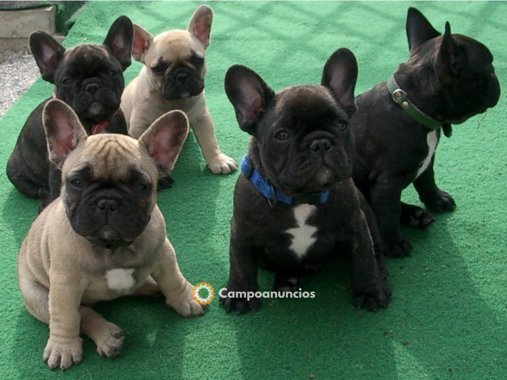 CACHORROS DE BULLDOG FRANCES en Tenerife