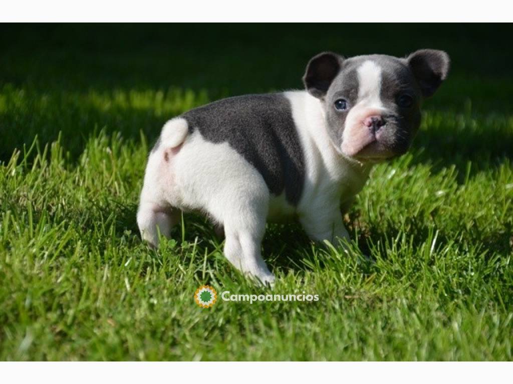 Cachorros de bulldog francés en Ourense