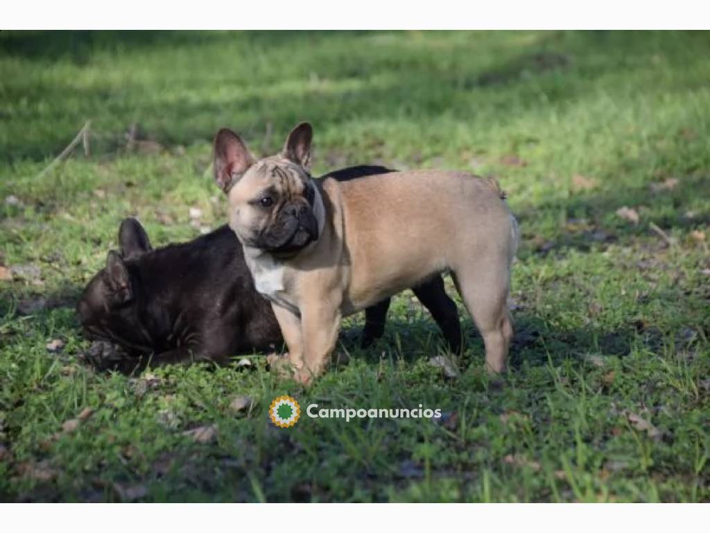 cachorros de bulldog francés en Tenerife