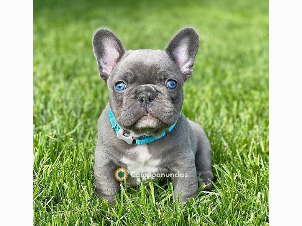 cachorros de bulldog francés en Tenerife