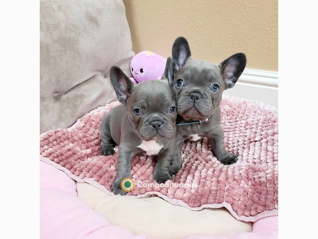 Cachorros de bulldog francés como regalo en Toledo