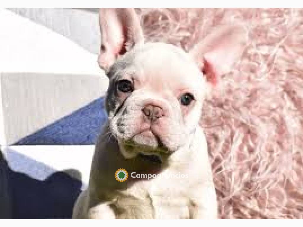 Cachorros de Bulldog Francés disponibles en Ourense