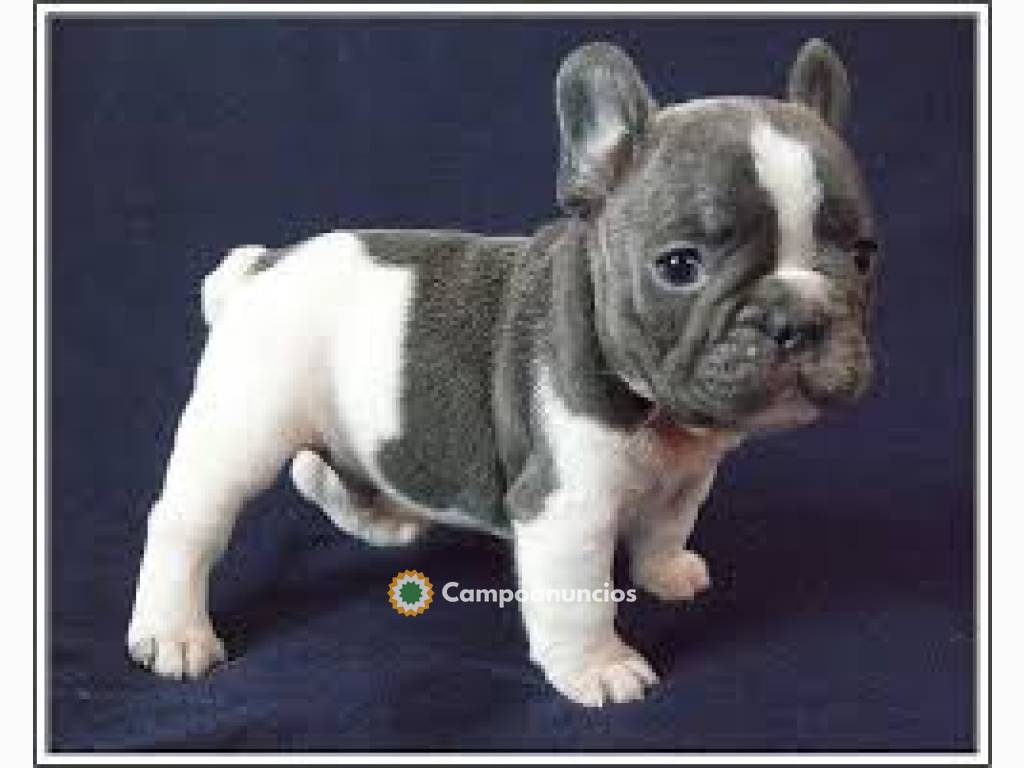 Cachorros de Bulldog Francés disponibles en Toledo