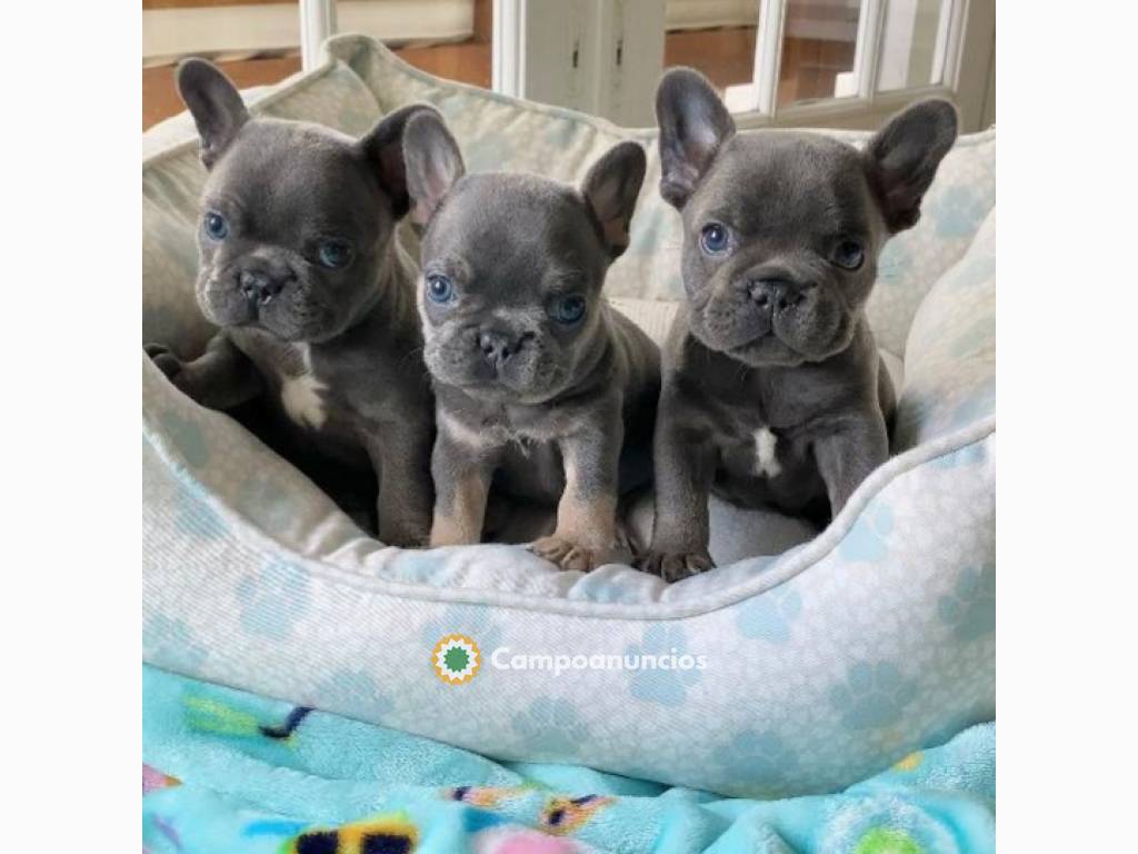 Cachorros de bulldog francés en adopción en Tenerife