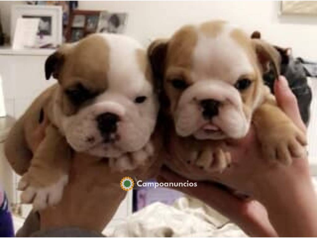 cachorros de bulldog inglés en Tenerife