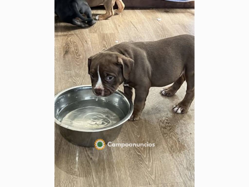 Cachorros de bully americano en Toledo