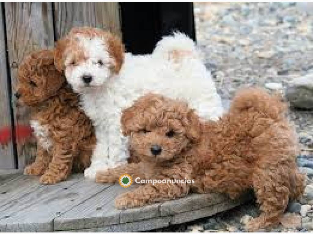 Cachorros de caniche toy en Huesca