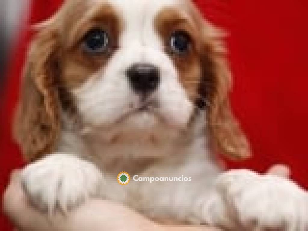  CACHORROS DE CAVALIER SPANIEL en Tenerife