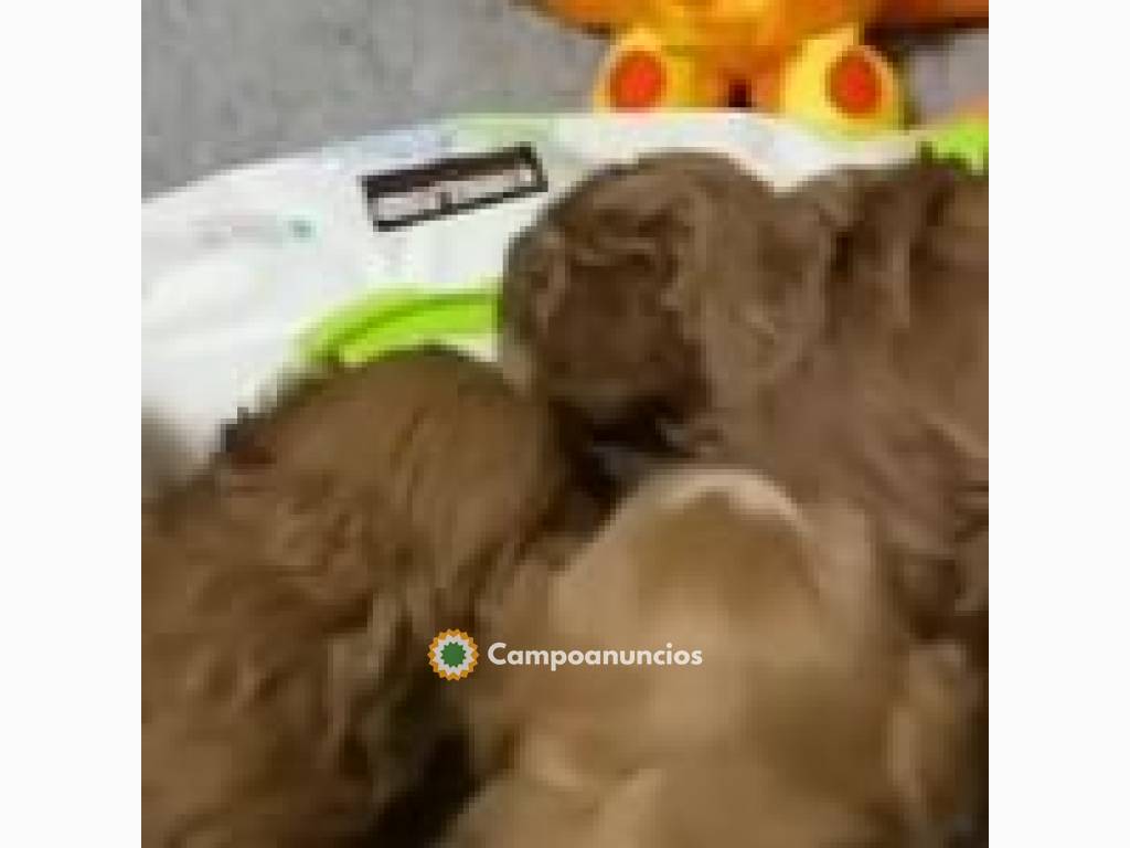 cachorros de Cavapoo para adopción. en Las Palmas