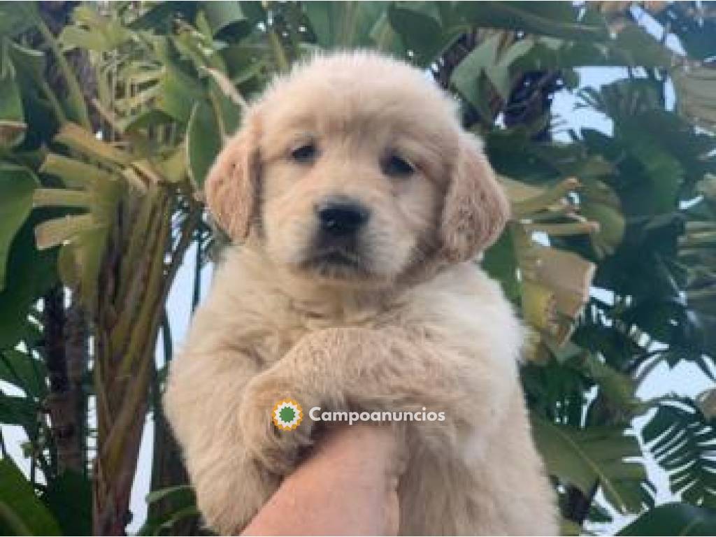 !CACHORROS DE GOLDEN RETRIEVER en Tenerife