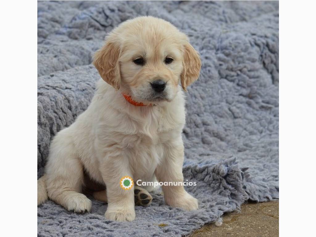 Cachorros de Golden Retriever en Alicante